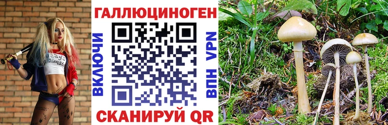 Псилоцибиновые грибы Psilocybine cubensis Белорецк